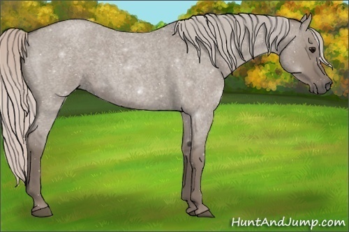 Horse Color:Silver Grullo Roan