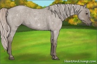 Horse Color:Silver Grullo Roan 
