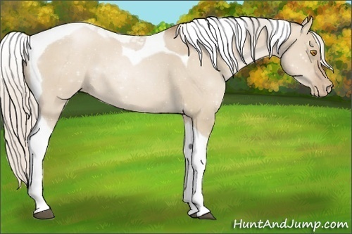 Horse Color:Silver Grullo Roan Pearl Tobiano 