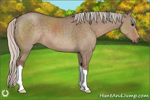 Horse Color:Silver Grullo 