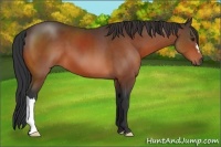 Horse Color:Brown 