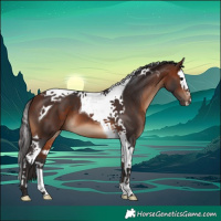 Horse Color:Bay Splash Tobiano
