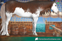 Horse Color:White Spotted Liver Chestnut Splash 