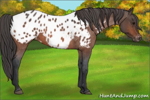 Horse Color:Bay Roan Near Leopard 