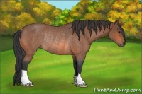 Horse Color:Bay Roan Rabicano 