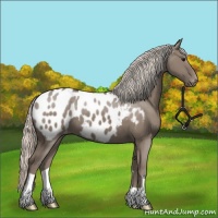 Horse Color:Silver Grullo Appaloosa