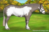 Horse Color:Silver Grullo Sabino Frame