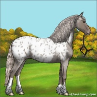 Horse Color:Silver Grullo Roan Blanket Brindle 