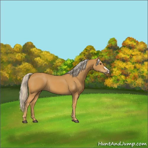 Horse Color:Palomino 