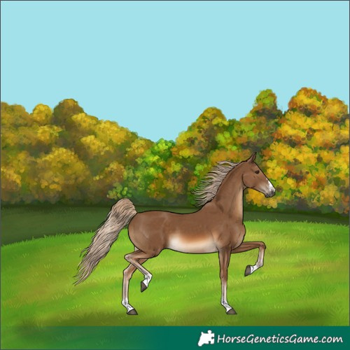 Horse Color:Chocolate Palomino 