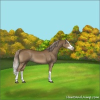 Horse Color:Chocolate Palomino Splash 