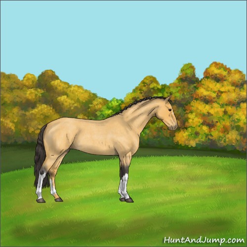 Horse Color:Buckskin Roan 