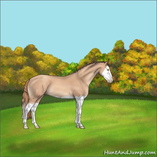 Horse Color:Gold Champagne Splash 