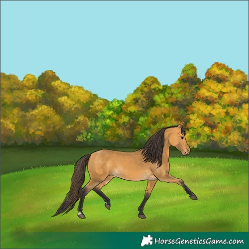 Horse Color:Buckskin 
