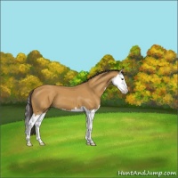 Horse Color:Buckskin Splash 