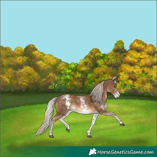 Horse Color:White Spotted Chocolate Palomino 