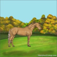 Horse Color:Palomino