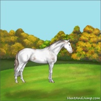 Horse Color:White Spotted Chestnut Splash 