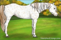 Horse Color:Red Dun Leopard 