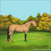 Horse Color:Buckskin 