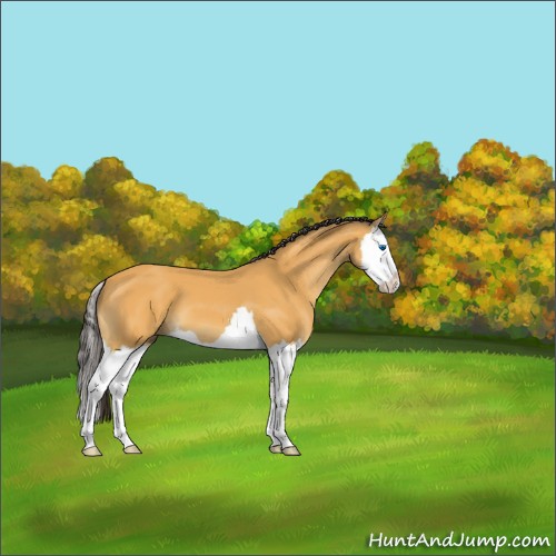Horse Color:Buckskin Splash