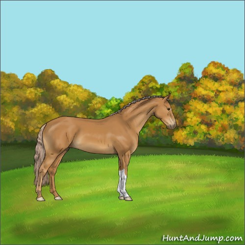 Horse Color:Palomino