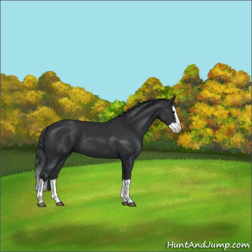 Horse Color:Black Splash
