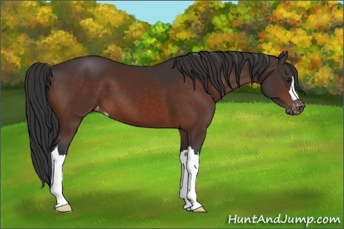 Horse Color:Brown Appaloosa