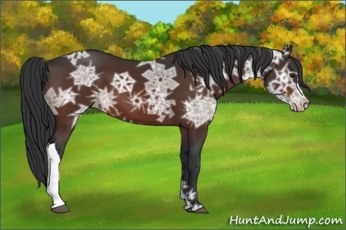 Horse Color:Brown Ice Appaloosa 