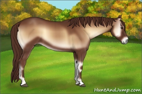 Horse Color:Red Onyx 