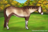 Horse Color:Red Onyx 
