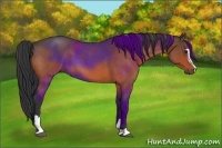 Horse Color:Brown Roan Sabino 