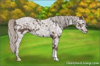 Horse Color:Silver Black Ice Appaloosa 