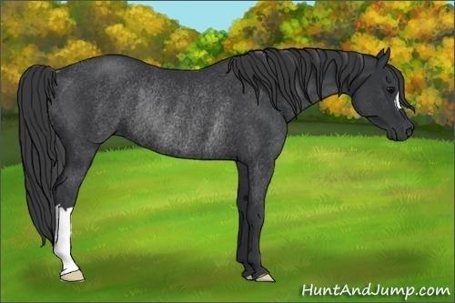 Horse Color:Black Rabicano 