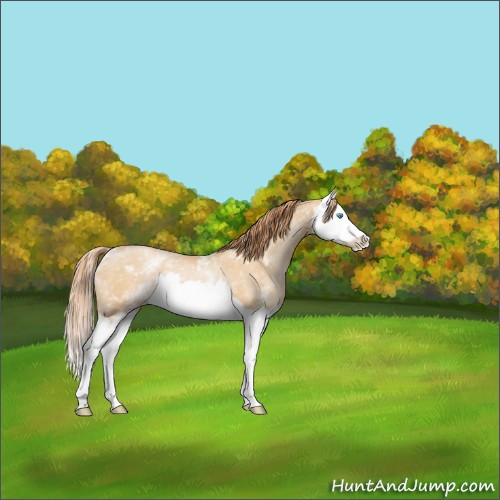 Horse Color:White Spotted Buckskin Pearl Splash Rabicano 