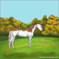 Horse Color:Chestnut Splash 