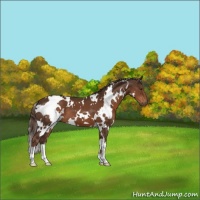 Horse Color:White Spotted Liver Chestnut 
