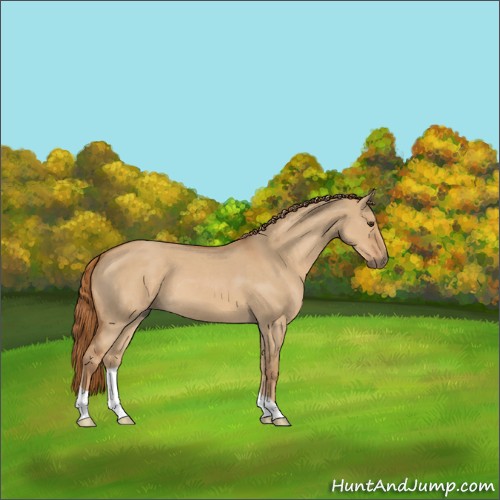 Horse Color:Red Dun Roan