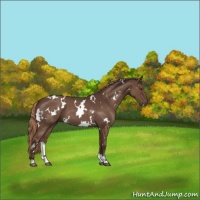 Horse Color:White Spotted Liver Red Roan 