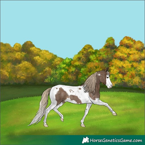 Horse Color:Chocolate Palomino Roan Splash Tobiano 