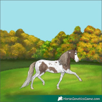 Horse Color:Chocolate Palomino Roan Splash Tobiano 