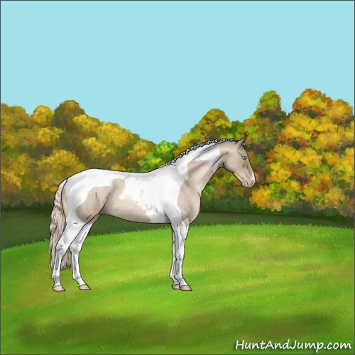 Horse Color:Chocolate Palomino Roan Pearl Tobiano 