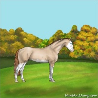 Horse Color:Buckskin Roan Pearl Splash 