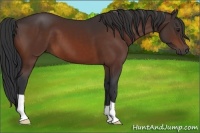 Horse Color:Brown 
