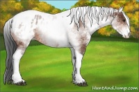 Horse Color:White Spotted Bay Tobiano Appaloosa 