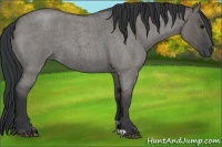 Horse Color:Grullo Roan 