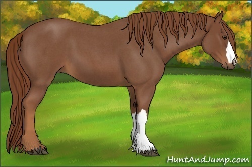 Horse Color:Red Roan