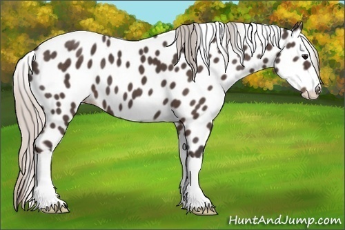 Horse Color:Silver Black Appaloosa 