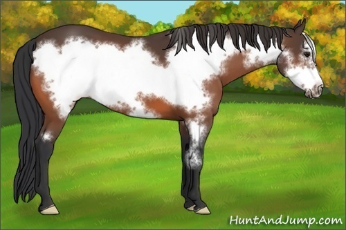 Horse Color:Bay Frame 