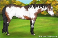 Horse Color:Bay Frame 